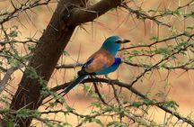 Bandia half-day safari from Saly or Somone