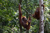 Semenggoh wildlife center half-day tour from Kuching