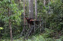 Semenggoh wildlife center half-day tour from Kuching