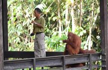 Semenggoh wildlife center half-day tour from Kuching