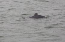 Kuching dolphin watching boat tour