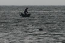 Kuching dolphin watching boat tour