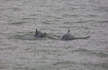 Kuching dolphin watching boat tour