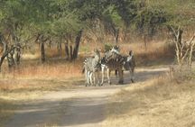 Half-day Bandia reserve safari from Pointe Sarène