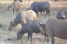 Half-day Bandia reserve safari from Pointe Sarène
