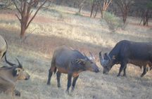 Half-day Bandia reserve safari from Pointe Sarène
