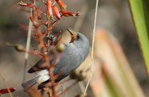 Mauritius Ebony Forest and bird watching tour