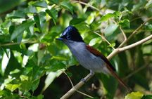 Mauritius Ebony Forest and bird watching tour