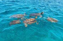 Full-day hiking and snorkeling with turtles tour in São Pedro