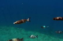 Full-day watching tour with lunch and snorkeling at the Princess Ring