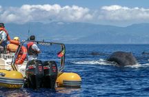 Full-day watching tour with lunch and snorkeling at the Princess Ring