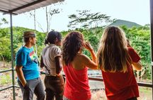 Mauritius Ebony Forest and bird watching tour