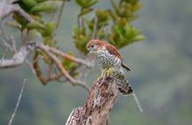 Mauritius Ebony Forest and bird watching tour