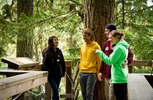 Tree trek guided tour in Whistler