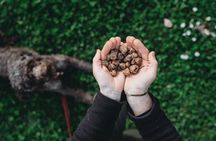Truffle Hunting with lunch in Barberino Tavarnelle