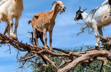 Goats on the tree trip from Agadir