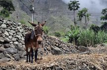 Guided hike from Cova volcano crater to the Green Valley of Paul in Santo Antão