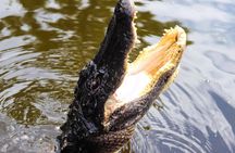 Airboat ride through the New Orleans wetlands