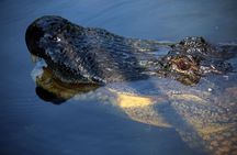 Airboat ride through the New Orleans wetlands