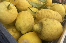 Market tour and cooking class in Civitavecchia