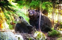 North Shore Mountain tour with Capilano Suspension Bridge