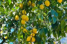 Guided tour of the lemon grove Il Pizzo Garden with tasting