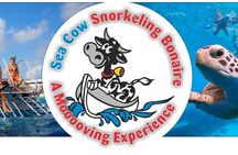Seacow double dip snorkeling tour in Bonaire