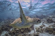 Seacow double dip snorkeling tour in Bonaire