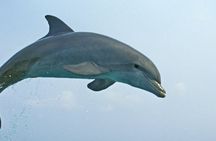 Kuching dolphin watching boat tour