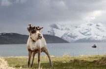 Tromso fjord photo tour with professional photographer