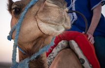 Agafay desert camel ride