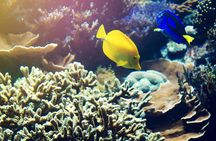 Blue Lagoon snorkeling and Tegenungan waterfall visit 1-day tour