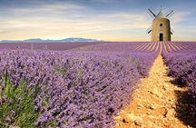 Sault lavender fields half-day guided tour from Avignon