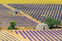 Sault lavender fields full-day guided tour from Avignon