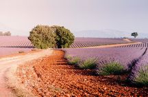 Luberon lavender fields guided tour with transport from Avignon