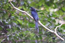 Birdwatching half-day tour in Langkawi