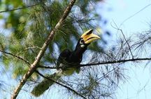 Birdwatching half-day tour in Langkawi