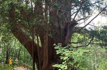 Hiking tour from Takayama
