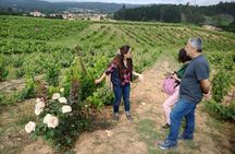 Dão full-day tour from Coimbra with wine tasting and lunch