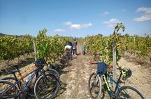 Bairrada vineyards bike tour with tastings from Coimbra