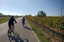 Bairrada vineyards bike tour with tastings from Coimbra