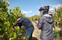 Bairrada vineyards bike tour with tastings from Coimbra