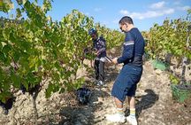 Bairrada vineyards bike tour with tastings from Coimbra