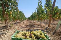 Half-day Bairrada Winery Route tour from Coimbra