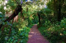 Bussaco Forest walking experience from Coimbra
