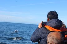 Dolphin watching and tour of 2 islands in Ria Formosa