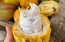 Half-day Dominican culinary tour with transportation
