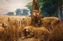 New York American Museum of Natural History and In App Audio Tour