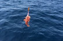 Fishing experience and brunch on Brac and Solta island from Split