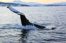 Polar whale safari from Tromso by boat